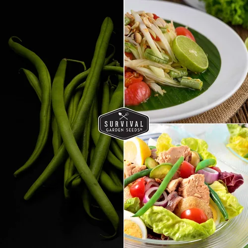 Miniatura 5 de Semillas de frijol arbusto para plantar, variedad de judías verdes proveedoras, variedad de jardín sin cuerdas, altos rendimientos, ideal para camas