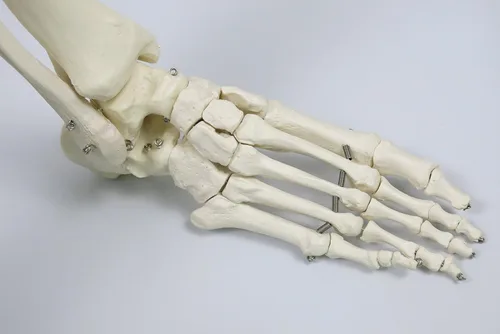 Miniatura 8 de 3B Scientific Modelo de esqueleto humano de plástico "Stan", 5 pies, soporte con ruedas., 1