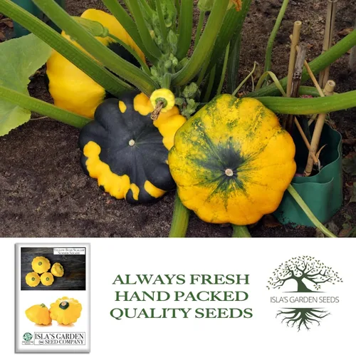 Miniatura 4 de Isla's Garden Seeds - Semillas de calabaza de verano de Yellow Bush Scallop (Pattypan, Cucurbita pepo var. clypeata) – Más de 30 semillas