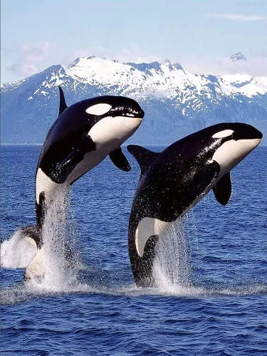DVWIVGY Pintura con diamantes, ballena asesina, orca, azul, océano, animales, pintura de diamantes por números, arte de gemas para decoración del
