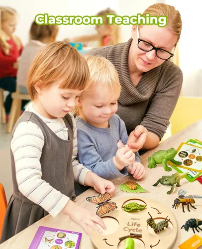 Miniatura 4 de JoyCat Juguetes Educativos de Aprendizaje del Ciclo de Vida, Kit de Oruga de Insecto a Mariposa, Mariquita, Abeja, Kit de Renacuajo a Rana, Juguetes