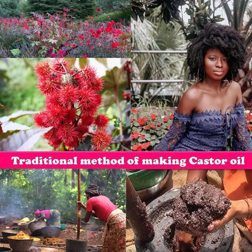 Miniatura 6 de Aceite de cuero cabelludo despertar de África Occidental: mezcla de hierbas con ricino y romero para un cabello rizado y rizado 3C a 4C de aspecto