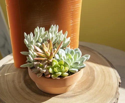 Miniatura 9 de Plants for Pets - Surtido de suculentas vivas en maceta de arcilla, jardinera para suculentas de jardín, regalos únicos de jardinería para amantes