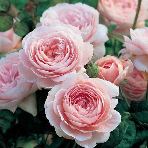 Rosas arbustivas inglesas de reliquia, planta de raíz propia viva para jardín al aire libre, Queen of Sweden®, Moderadamente fragantes, Zonas de