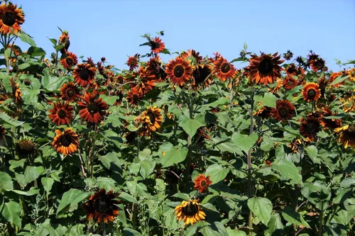 TomorrowSeeds - Velvet Queen Sunflower Seeds - 1 Pound Bulk - for 2026 Planting Pollinator-Friendly Garden Flowers Big Red Sun Flower Pink Rose