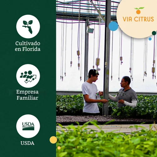 Miniatura 6 de Calamondin Tree - Plantas vivas para exteriores de 18 a 22 pulgadas de alto, árboles frutales de interior enanos, plantas vivas que no se pueden