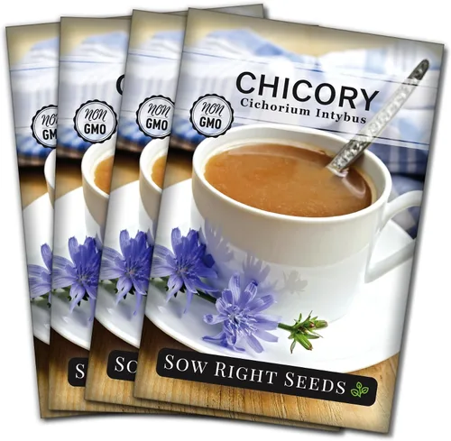 Miniatura 8 de Sow Right Seeds - Semillas de flores de achicoria para plantar - Semillas de reliquia sin OMG con instrucciones para cultivar - Flores silvestres