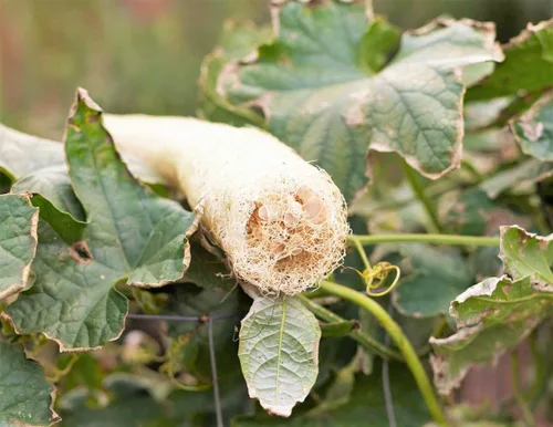 Miniatura 3 de TomorrowSeeds - Semillas de calabaza Dok Smooth Luffa - Más de 10 unidades - para plantar 2025 Plato de esponja híbrida suave y largo pepino