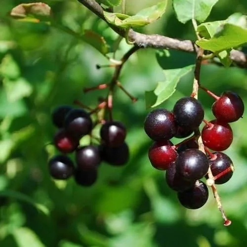 Más de 25 semillas de árbol de cereza negra Prunus serotina - Cultiva cerezos, frutos sabrosos que dan frutos. Bayas utilizadas en la elaboración de