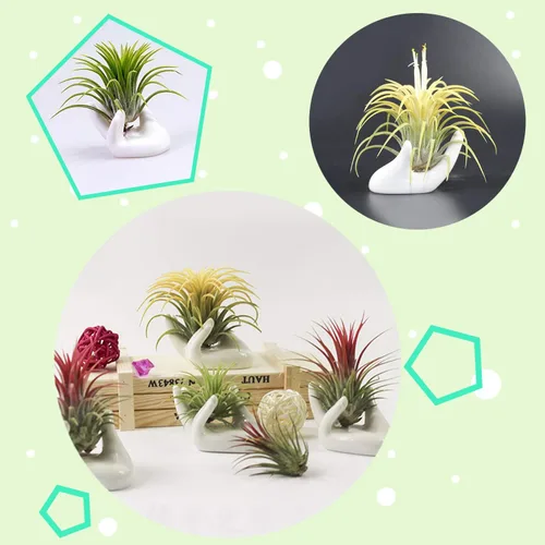 Miniatura 3 de Paquete de 6 soportes de cerámica para plantas de aire, forma de mano, contenedor de plantas de aire Tillandsia, maceta, exhibición de plantas