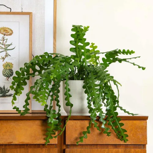 Miniatura 4 de Fishbone Cactus Plant Live, Epiphyllum Cactus Live Suculent, en maceta de 4 pulgadas