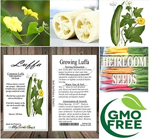 Miniatura 6 de Paquete grande – (100) semillas de luffa Luffa Cylindrica – Paño de cocina o frutas de calabaza Luffa crecen hasta aproximadamente 2 pies – Semillas