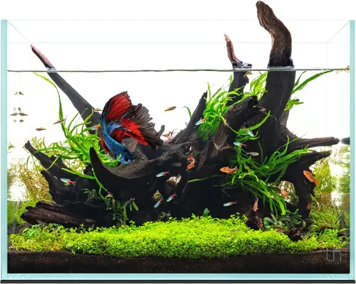Miniatura 36 de UNS Acuario Ultra Claro Sin Borde - 25.6GAL 97.2L - 23.62x14.17x17.71 60x36x45 CM, Grosor de Vidrio de 6mm, Incluye Alfombrilla Nivelante