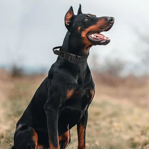 Miniatura 7 de Collar táctico para perros con asa - Collar militar ajustable de nailon suave y hebilla de metal resistente para entrenamiento de perros medianos