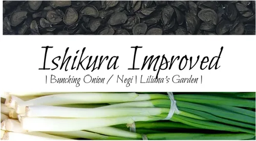 Semillas de cebolla agrupadas de rápido crecimiento - "Ishikura Improved" - Liliana's Garden - Semillas tradicionales cultivadas en Estados Unidos