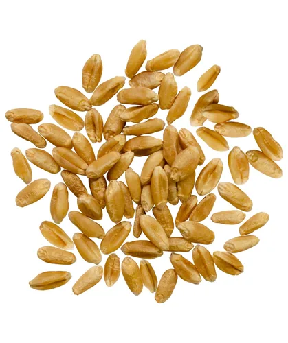 Miniatura 2 de Palouse Brand Bayas de trigo de primavera rojas duras certificadas sin residuos de glifosato, 100 libras, cultivadas en familia en el estado