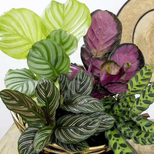 Miniatura 9 de Calathea - Plantas de oración vivas (4 unidades), plantas de interior aptas para mascotas, paquete de plantas de interior de oración, mezcla