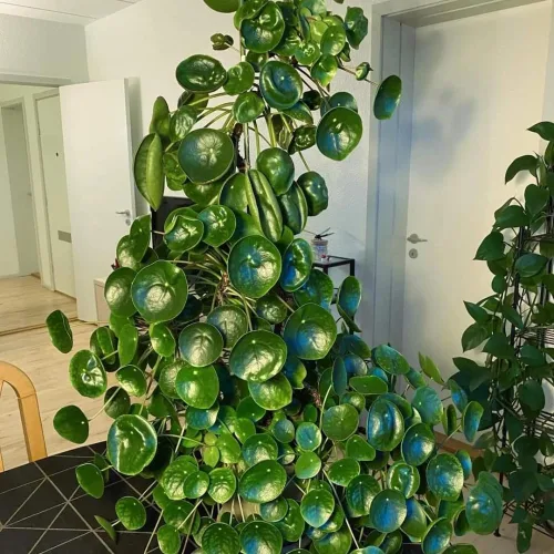 Miniatura 6 de Planta de dinero, planta viva Pilea Peperomioides, de 5 a 7 pulgadas de alto, planta viva para jardín