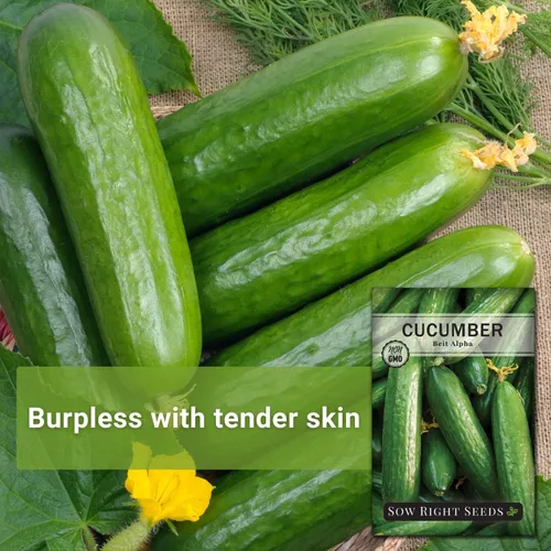 Miniatura 3 de Sow Right Seeds - Semillas de pepino Beit Alpha para plantar - Paquete de reliquia sin OMG con instrucciones para plantar y cultivar un huerto