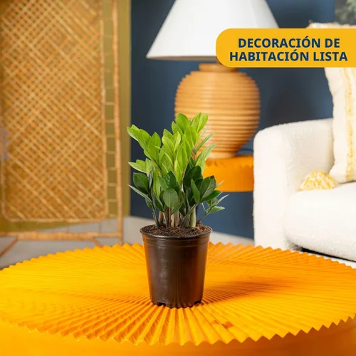 Miniatura 2 de Costa Farms ZZ Zamioculcas Zamiifolia, planta de interior, 12 pulgadas de alto, maceta decorativa blanca natural.