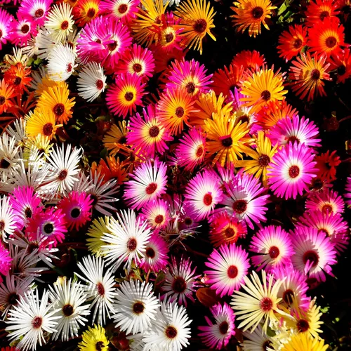 Miniatura 13 de Outsidepride Gelato - Semillas de plantas de hielo naranja – 5000 piezas de semillas perennes, tolerantes a la sequía, para plantar flores vibrantes