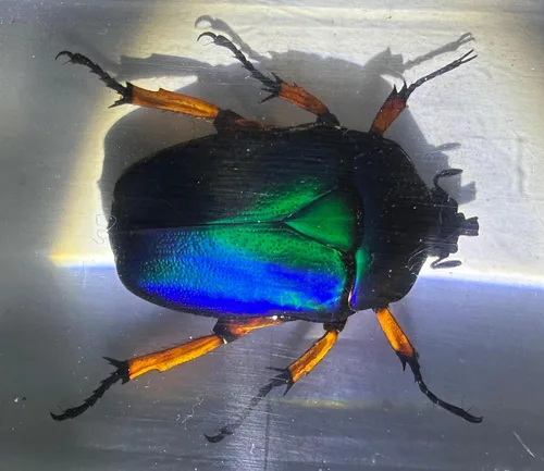 Miniatura 9 de 44mm Hormiga gigante tropical real en resina de lucita transparente cristalina, espécimen preservado Pseudoneoponera Rufipes, taxidermia