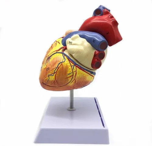 Miniatura 6 de XINDAM Modelo anatómico de corazón humano ampliado 2X, modelo anatómicamente preciso de corazón, anatomía de esqueleto humano para ciencias, aula
