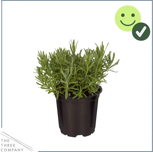 Miniatura 3 de Hierba aromática y comestible viva, lavanda (4 por paquete), potenciador natural del sueño, 6 pulgadas de alto por 4 pulgadas de ancho en 1 pinta