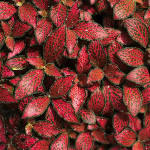 Miniatura 2 de Red Fittonia - Planta nerviosa – Plantas vivas en una maceta de cultivo de 3 pulgadas – Fittonia Albivenis – Follaje compacto y colorido de mosaico
