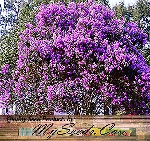 Miniatura 9 de Big Pack by MySeeds.Co