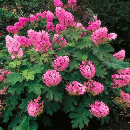 Hortensia - Planta viva, cambia de color, flores vibrantes, cultivo al aire libre, resistente y lista para plantar, 6-12 pulgadas de alto (hoja de