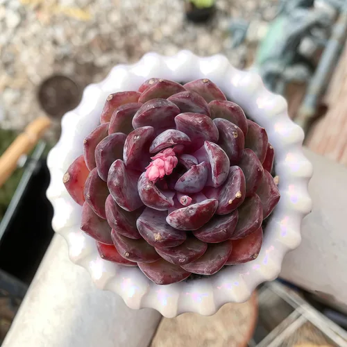 Miniatura 6 de Plantas suculentas vivas Echeveria Perle von Nürnberg, mini suculentas rojas de 3 pulgadas, raíz desnuda sin maceta, planta suculenta decoración