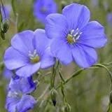 Miniatura 3 de Semillas de lino azul a granel sin OMG - Linum perenne (1 libra)