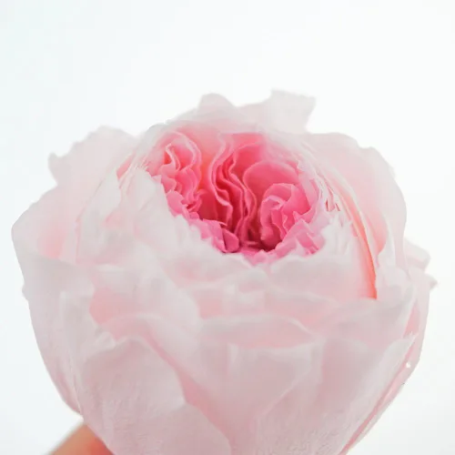 Miniatura 2 de Cabeza de flor fresca preservada de rosas Austin, 1.6-2 pulgadas cada una, 8 piezas