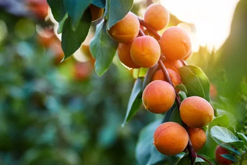 Miniatura 8 de Semillas de frutas para plantar - Semillas de frutas de jardín (caqui americano - 10 semillas)