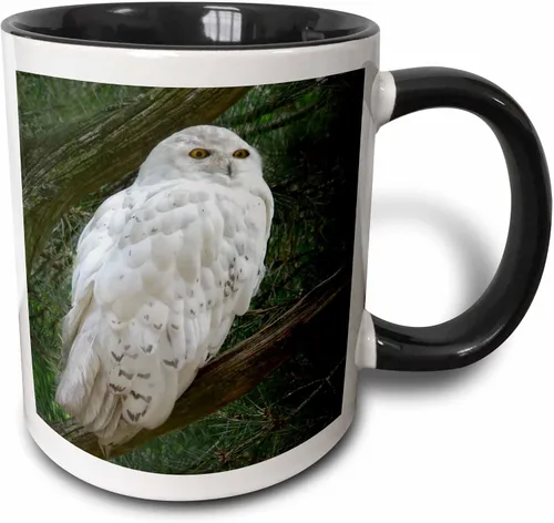 3dRose mug_154800_4 - Taza con diseño de búho blanco nieve posado en una rama contra un fondo verde, 11 onzas, color negro