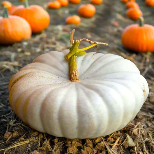 TomorrowSeeds - Semillas de calabaza boer blancas planas - Paquete de más de 10 unidades - Apilables Cenicienta acanaladas de jabalí de otoño Casper
