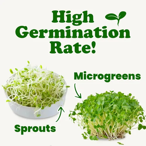 Miniatura 6 de Semillas de trébol orgánicas para germinar, 10 libras, sin OMG, puras, veganas, kosher, a granel. Semillas comestibles. Ricas en vitaminas