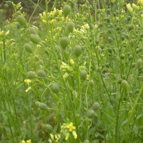 Miniatura 2 de Semillas de Camelina (Camelina Sativa) Paquete de 50 Semillas