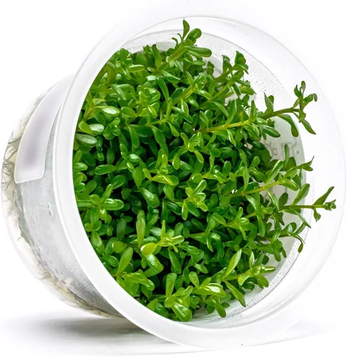 Miniatura 59 de Planta viva SubstrateSource - Hierba enana Eleocharis Belem cultivada en tejidos acuáticos para acuario - 100% libre de caracoles en copa in vitro
