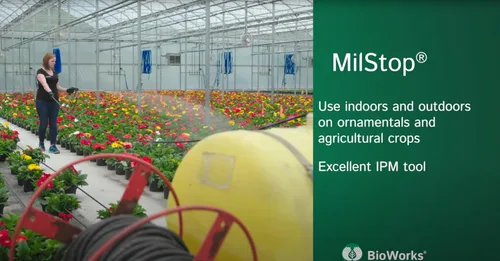 Miniatura 4 de MilStop SP Fungicida foliar orgánico, bolsa de 5 libras, con tijeras de recortar
