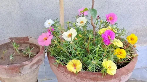Miniatura 2 de Portulaca (musgo de rosa) largo Bloomer Garden Dobles Mix Flower Container 500 Semillas #CN01