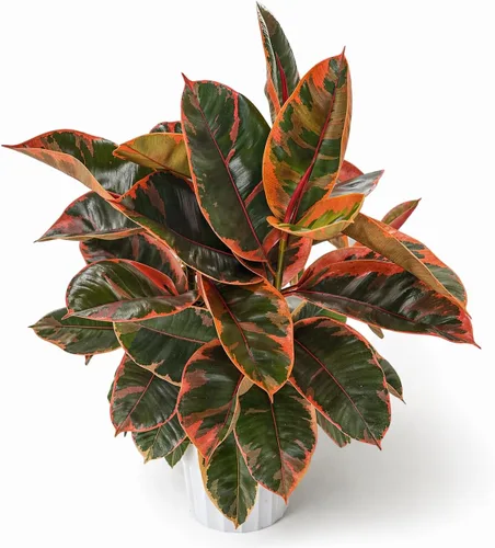 Miniatura 16 de Agloanema Garnet House Plant, Chinese Evergreen Live Plant for Indoor Spaces, Colorful Aglaonema Live Plant, Feng Shui Plants Live Houseplants for