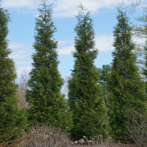Miniatura 3 de Brighter Blooms - Full Speed A Hedge American Pillar Arborvitae, 2-3 pies - No hay envío a AK, AZ, HI