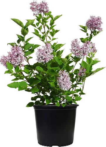 Miniatura 3 de Proven Winners - Syringa x Bloomerang Dark Purple (Lila Refloreciente) Arbusto, flores púrpura oscuro, Contenedor Tamaño #3
