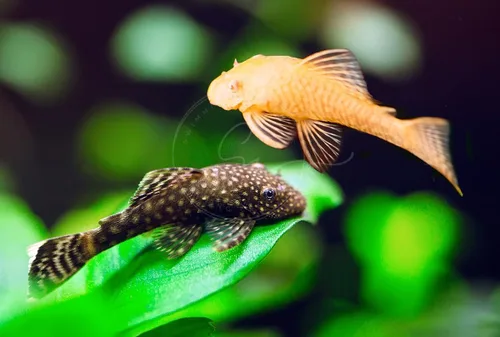 Swimming Creatures™ Colección de peces de acuario de agua dulce más popular (1 SNOWFALKE 1 Albino PLECO (SHORTFIN))