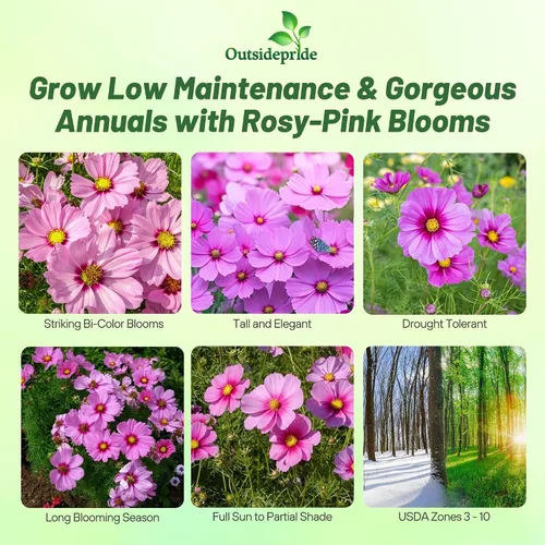 Miniatura 2 de Outsidepride Gloria Cosmos Bipinnatus Seeds - 1000 piezas anuales, fáciles de cultivar y tolerantes a la sequía, semillas de flores para plantar