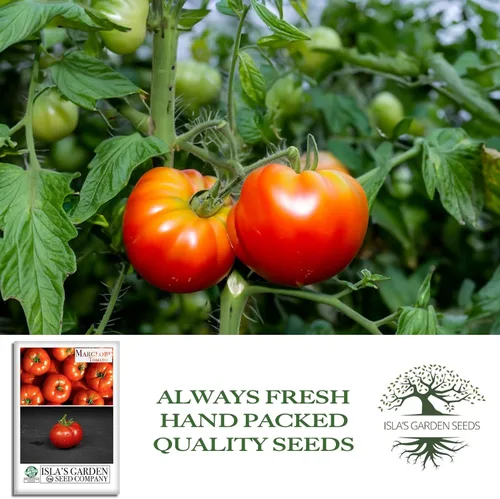 Miniatura 4 de Semillas de tomate Marglobe (Solanum lycopersicum) – Más de 500 semillas sin OMG y reliquias de Isla's Garden Seeds, variedad roja clásica con rico
