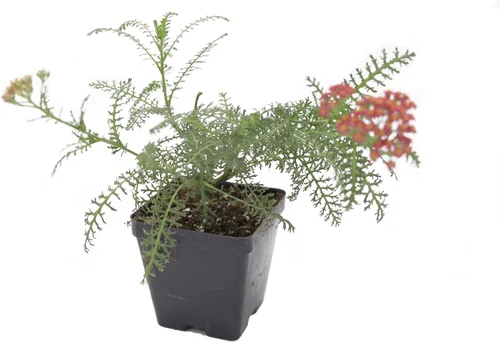 Miniatura 37 de Guardería Greenwood: Plantas Perennes Vivas - Rosa de Bath + Dianthus Gratianopolitanus - [Cantidad: 1x Maceta de Pinta]