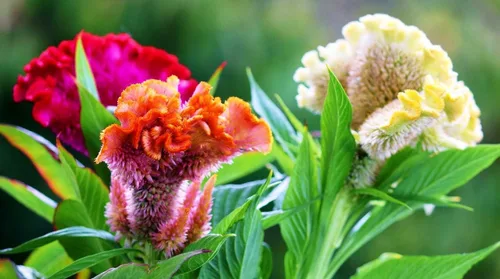 Miniatura 2 de Semillas Cockscomb Mix (Crestada, Indias Occidentales, Toreador) Flores anuales Celosia
